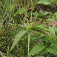 Spigelia anthelmia (Spigélie, Bouvier (Antilles))