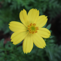 cosmos_sulphureus5md (Cosmos sulphureus)