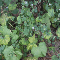 malva_multiflora1md