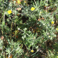 potentilla_argentea6md