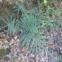 pteris_vittata2md