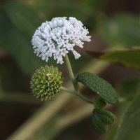 Melanthera nivea (Melanthera)