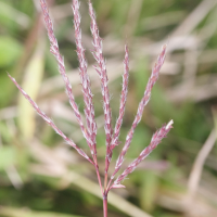 bothriochloa_ischaemum7md (Bothriochloa ischaemum)