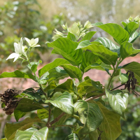 Capsicum chinense (Piment habanero, Piment antillais)
