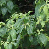 Rauvolfia viridis (Ti-bois lait (Antilles))