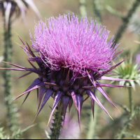 Onopordum boissierianum ('Rhodian Cotton Thistle' (Onopordon de Rhodes))