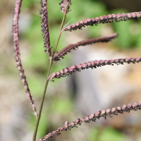 Paspalum dilatatum (Paspale dilaté)