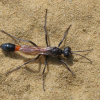 ammphila_sabulosa3md (Ammophila sabulosa)