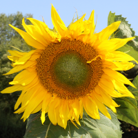 helianthus_annuus4md