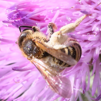 Andrena flavipes (Andrène à pattes jaunes)