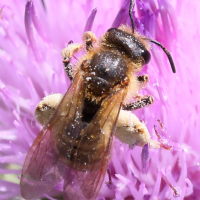 andrena_flavipes2md (Andrena flavipes)