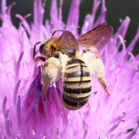 andrena_flavipes3md (Andrena flavipes)