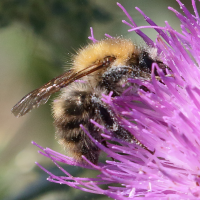 bombus_pascuorum2bd (Bombus pascuorum)