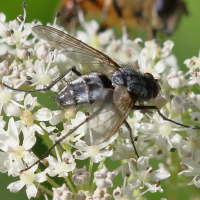 dinera_ferina3md (Dinera ferina)