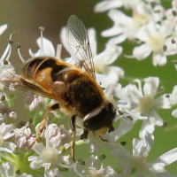 eristalis_nemorum6md (Eristalis nemorum)