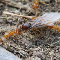 lasius_flavus5md