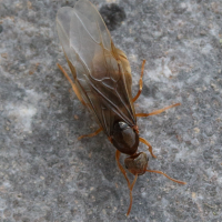 lasius_flavus6md