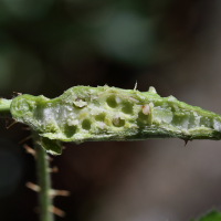 diastrophus_rubi_galle2md (Diastrophus rubi)