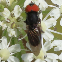 chrysogaster_solstitialis1md (Chrysogaster solstitialis)