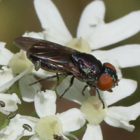 chrysogaster_solstitialis2md (Chrysogaster solstitialis)