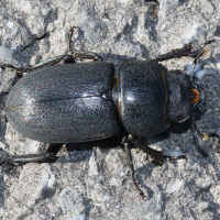 dorcus_parallelipipedus7md (Dorcus parallelipipedus)