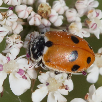 hippodamia_variegata8md