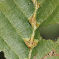Zygiobia carpini (Cécidomyie)