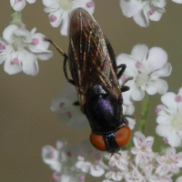 chrysogaster_solstitialis3md (Chrysogaster solstitialis)