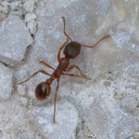 myrmica_rubra6md