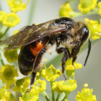 andrena_rosae1md (Andrena rosae)