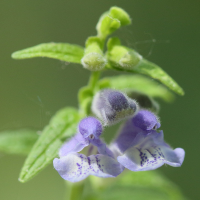 scutellaria_galericulata6md (Scutellaria galericulata)