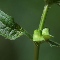 scutellaria_galericulata8md