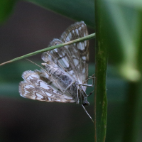 Elophila nymphaeata (Hydrocampe du potamot, Pyrale du nénupha)