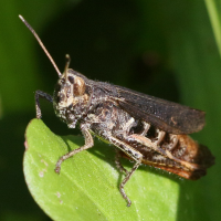 Gomphocerippus biguttulus (Criquet mélodieux)