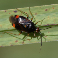 deraeocoris_ruber9bd (Deraeocoris ruber)