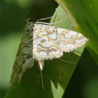 elophila_nymphaeata3bd (Elophila nymphaeata)