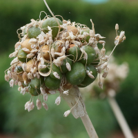 Allium ampeloprasum (Poireau perpétuel, Poireau d'été, Poireau des vignes)