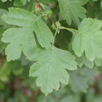 crataegus_monogyna8md (Crataegus monogyna)