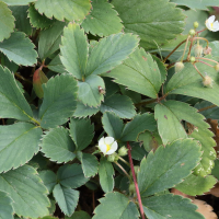 fragaria_virginiana2md