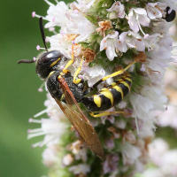 philanthus_triangulum1md