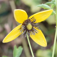 clematis_tangutica4md