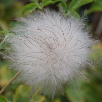 clematis_tangutica5md