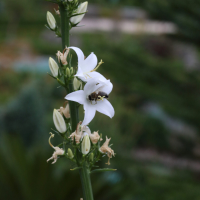 campanula_pyramidalis2md (Campanula pyramidalis)