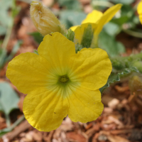 cucumis_melo4bd (Cucumis melo)