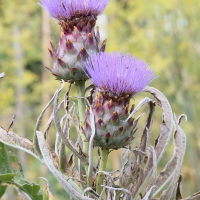 cynara_cardunculus6md (Cynara cardunculus)