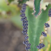 kalanchoe_serrata2bd