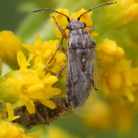 liorhyssus_hyalinus4bd