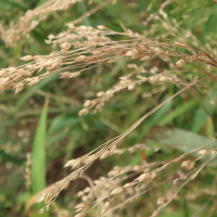 panicum_miliaceum7md