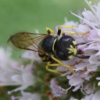 philanthus_triangulum3bd