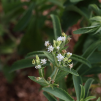 Stevia rebaudiana (Plante à sucre, Stévia, Chanvre d'eau)